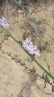 Stephanomeria virgata Benth. resmi