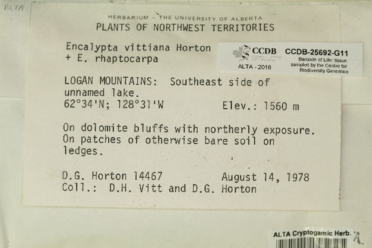 Image of Encalyptaceae
