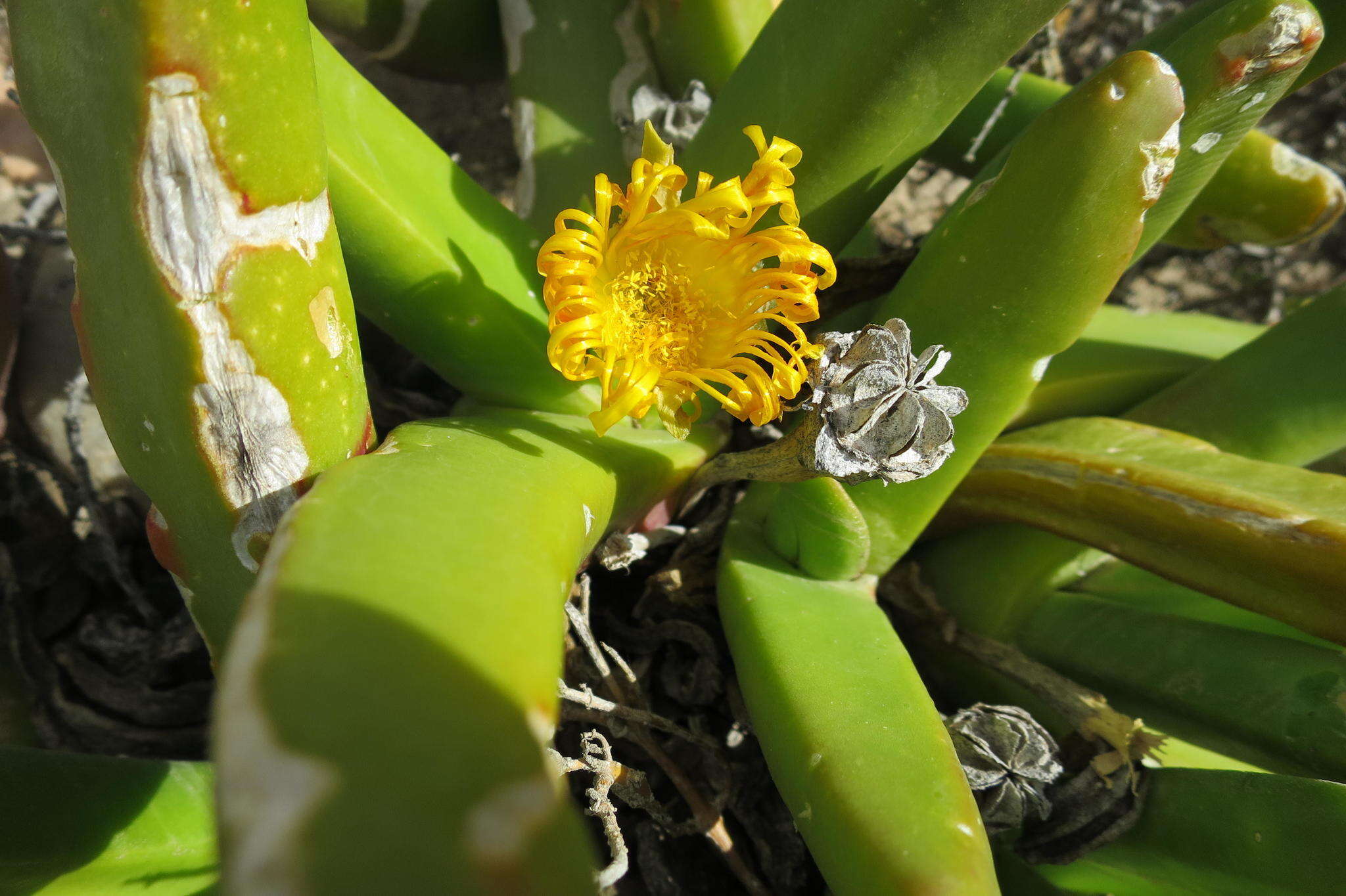 Image of Glottiphyllum regium N. E. Br.