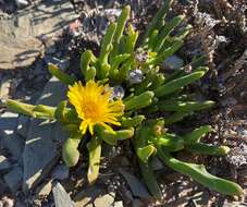 Image of Glottiphyllum difforme (Haw.) N. E. Br.