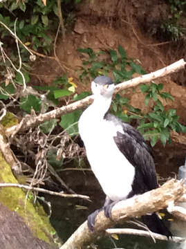 Image of New Zealand Pied Cormorant