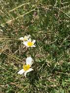 Image of Ranunculus pyrenaeus L.