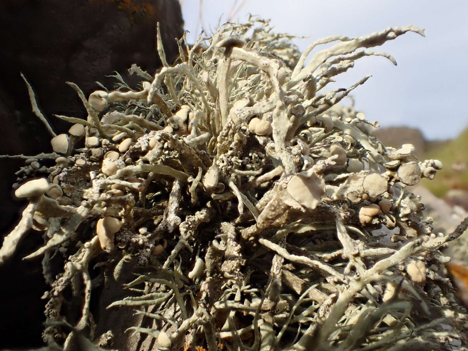 Image of Ramalina cuspidata (Ach.) Nyl.