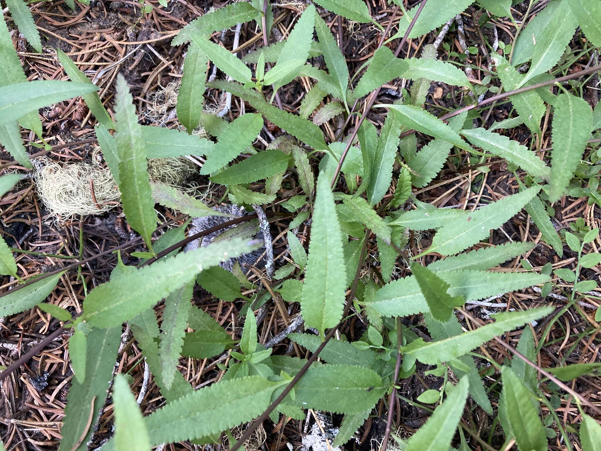 Image of sickletop lousewort