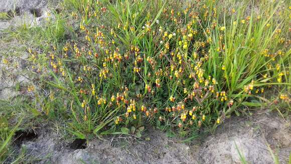 Image of Hermannia procumbens Cav.