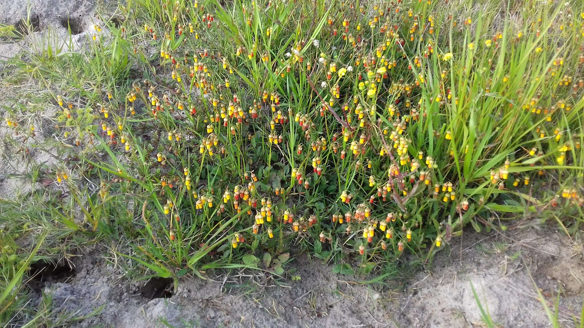 Image of Hermannia procumbens subsp. procumbens