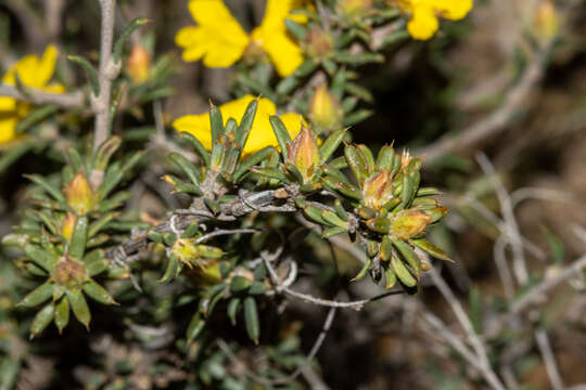 Image of Hibbertia axillibarba J. R. Wheeler