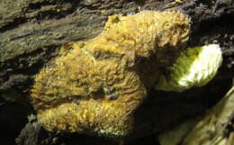 Image of Nectriopsis