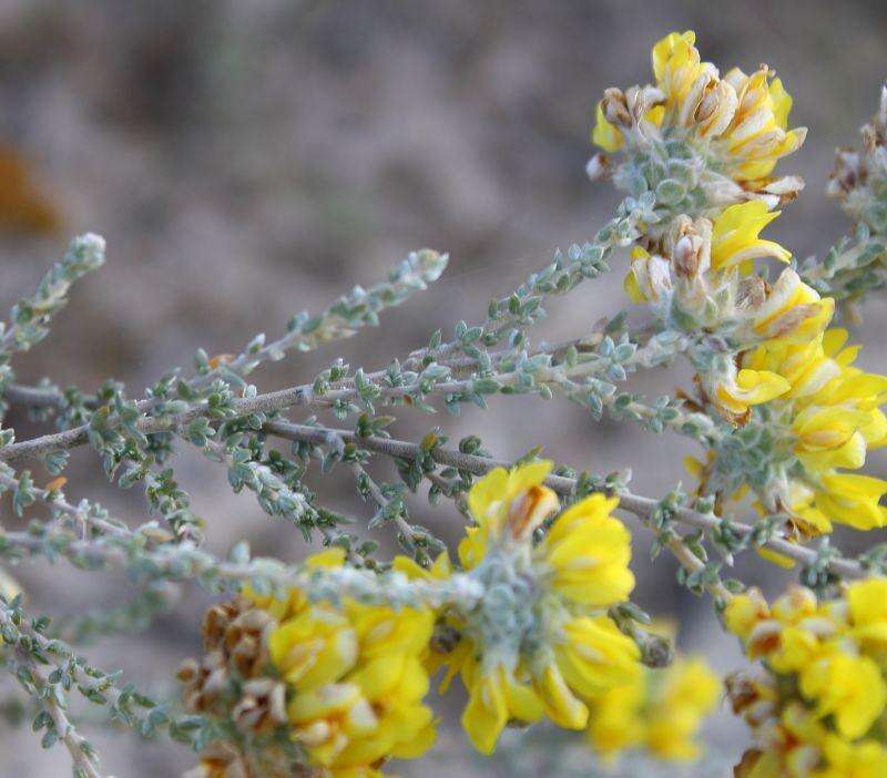 صورة Aspalathus quinquefolia subsp. virgata (Thunb.) R. Dahlgren