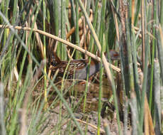 Image of Baillon's Crake