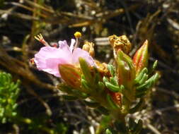 Image of Frankenia repens (Bergius) Fourc.