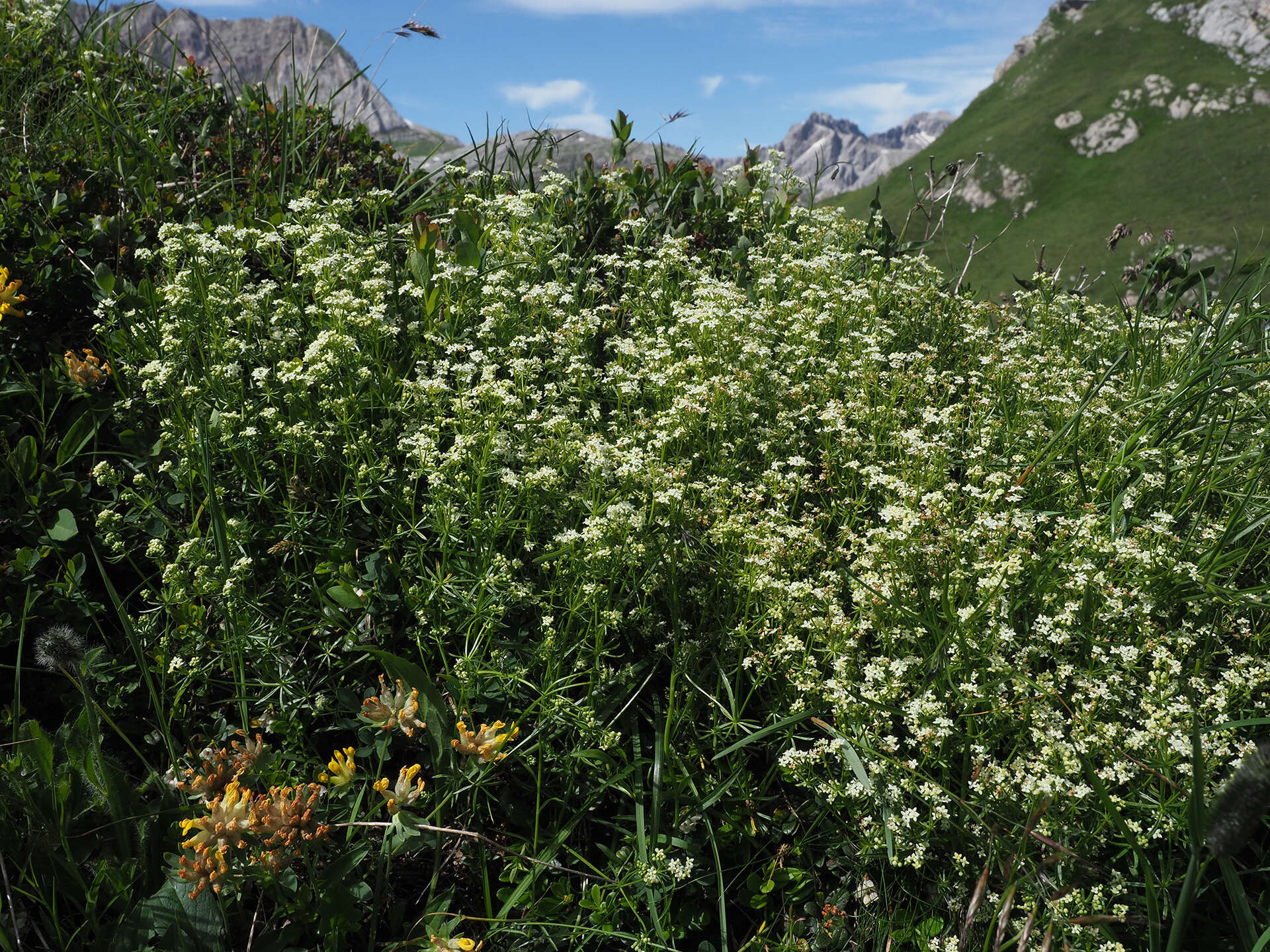 Plancia ëd Galium anisophyllon Vill.