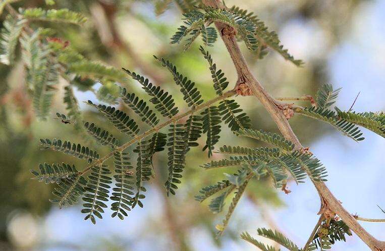 Image of Grey-haired acacia