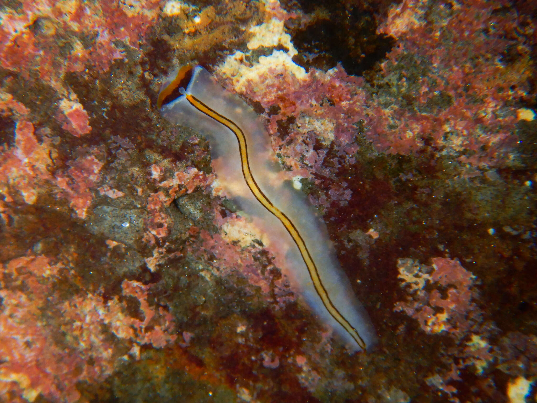 Image of Prosthiostomum trilineatum Yeri & Kaburaki 1920