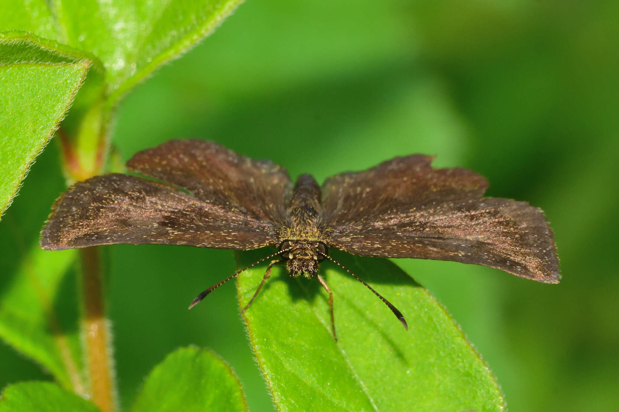 Image of Staphylus vincula Plötz 1886