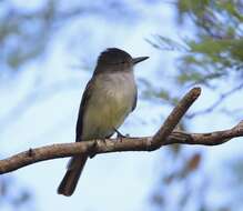 Image of Stolid Flycatcher