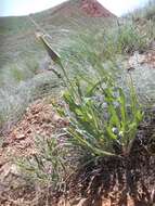 Image de Tragopogon marginifolius Pawl.