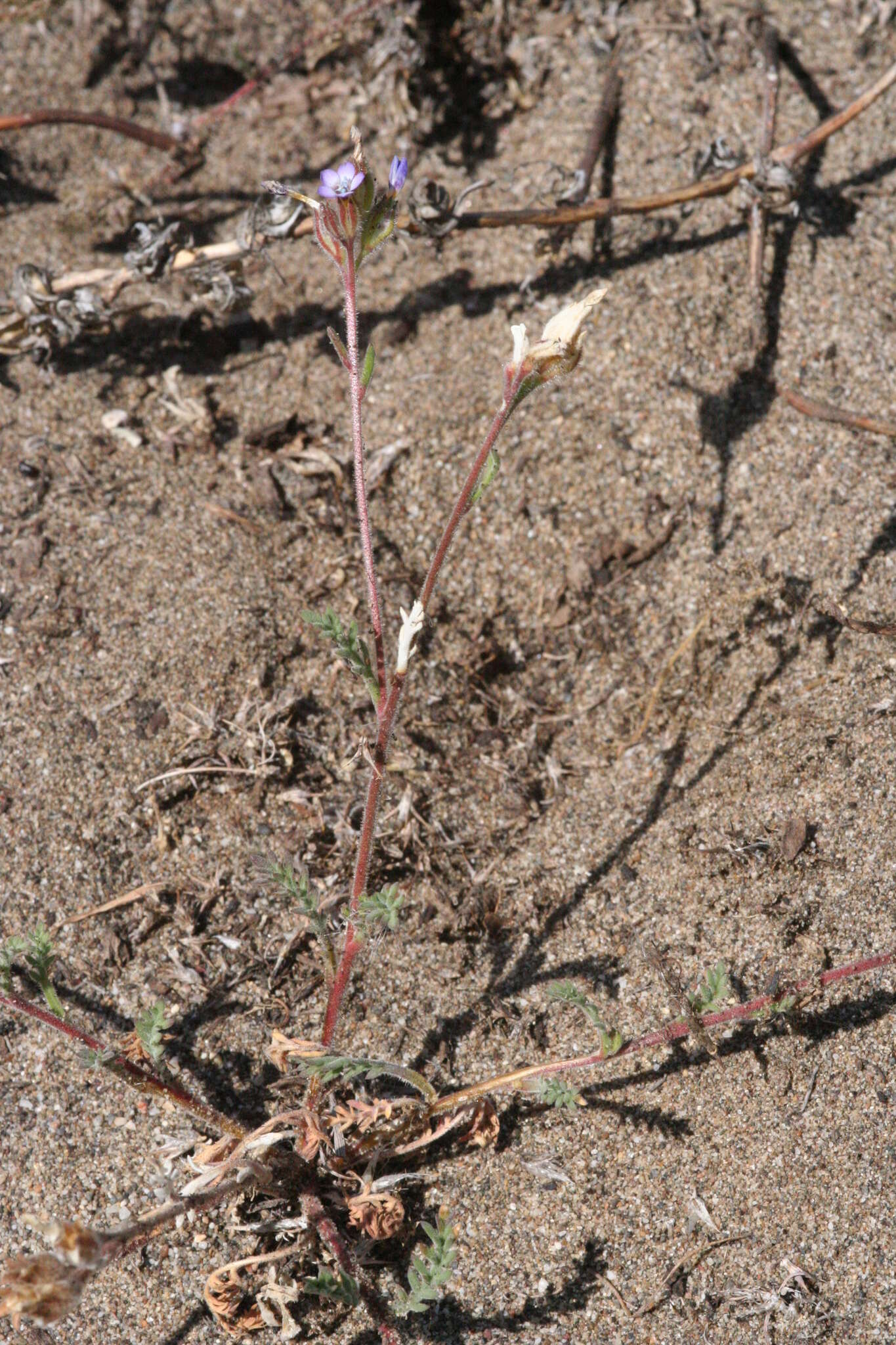 Image of manyleaf gilia