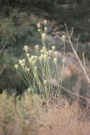 Слика од Thelypodium integrifolium subsp. complanatum Al-Shehbaz
