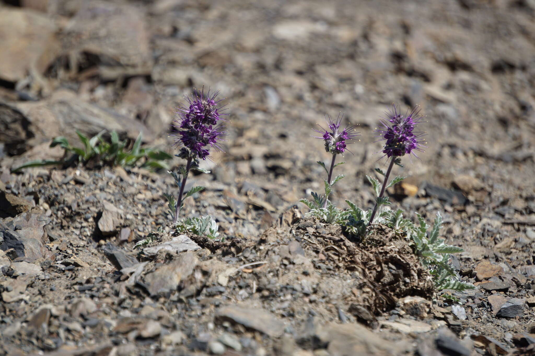 Image of silky phacelia