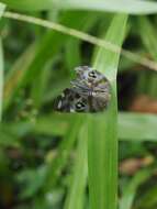 صورة Ricania quadrimaculata Kato 1933