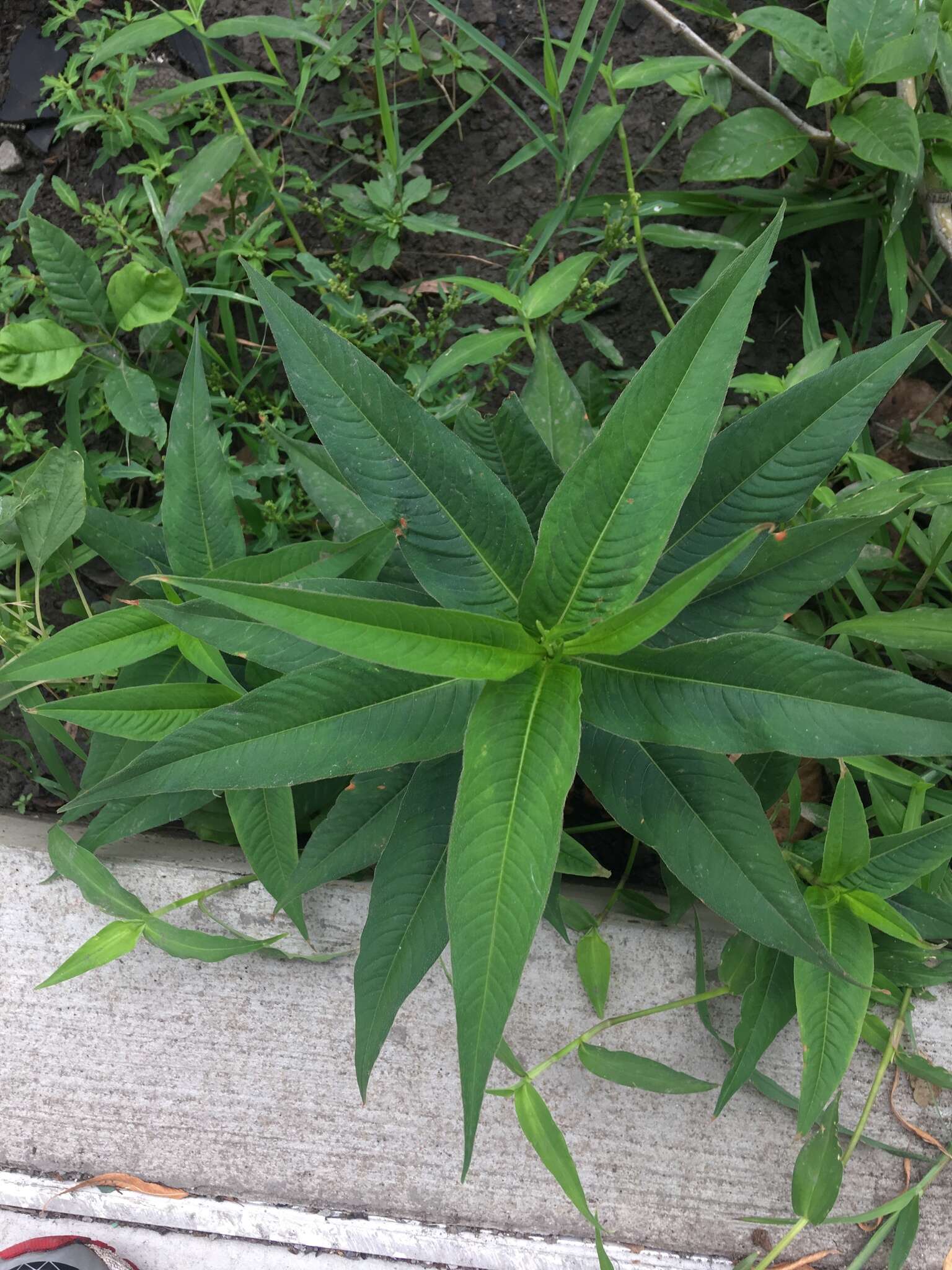 Sivun Persicaria extremiorientalis (Vorosh.) N. N. Tzvel. kuva