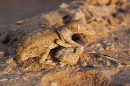 Image of Helmeted gecko