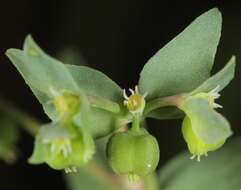 Слика од Euphorbia peplidion Engelm.