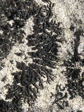 Image of blackthread lichen