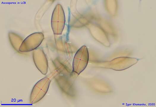 صورة Immersiella caudata (Sacc.) A. N. Mill. & Huhndorf 2004