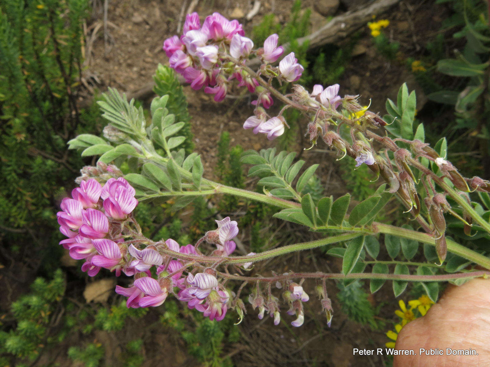 Image of Lessertia perennans var. perennans