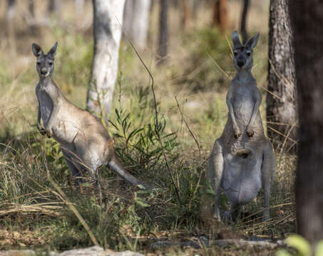 Image of Antilopine Kangaroo