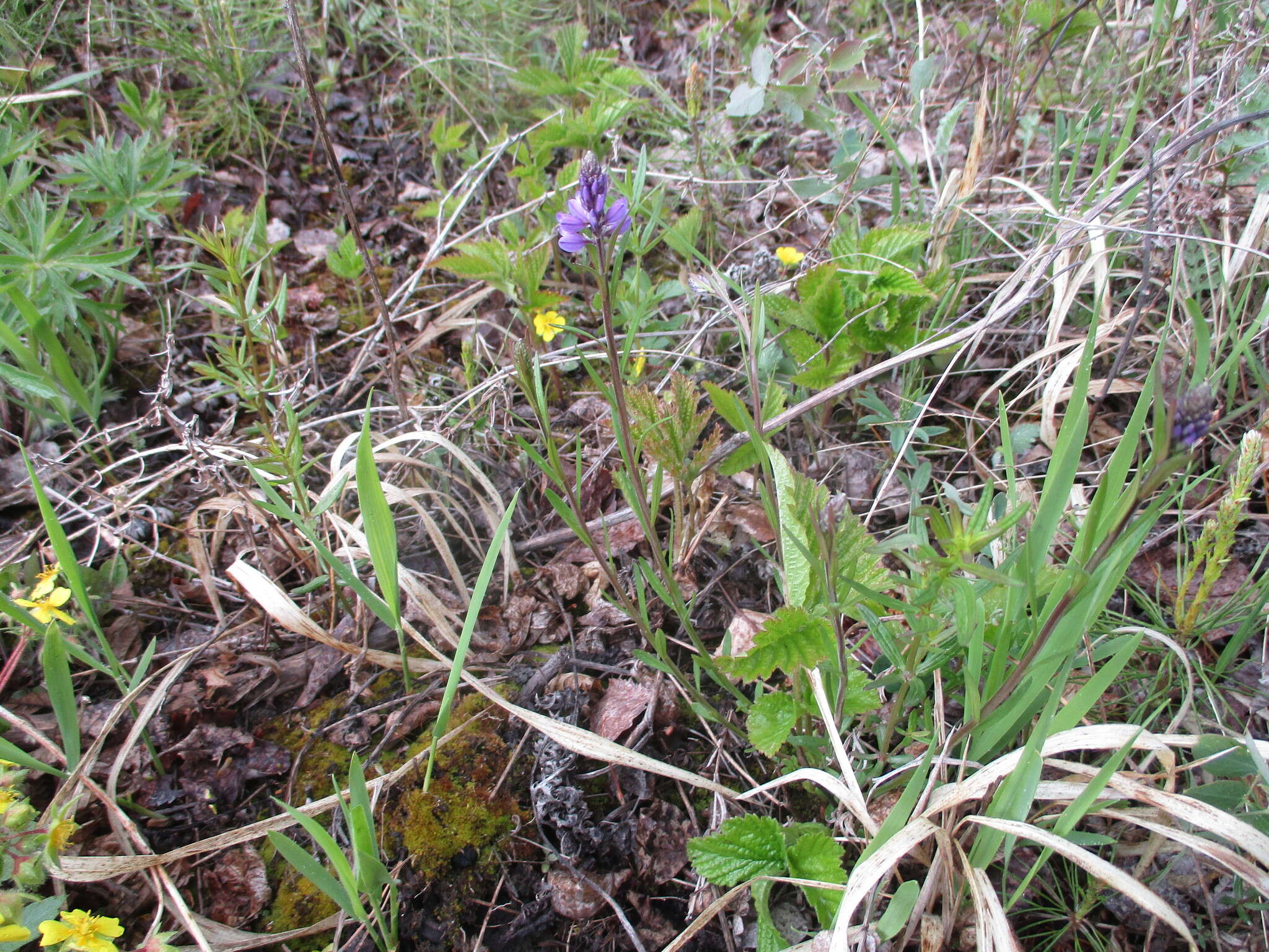 Image of Polygala hybrida Bruegg.