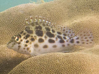 Image of Coral Hawkfish