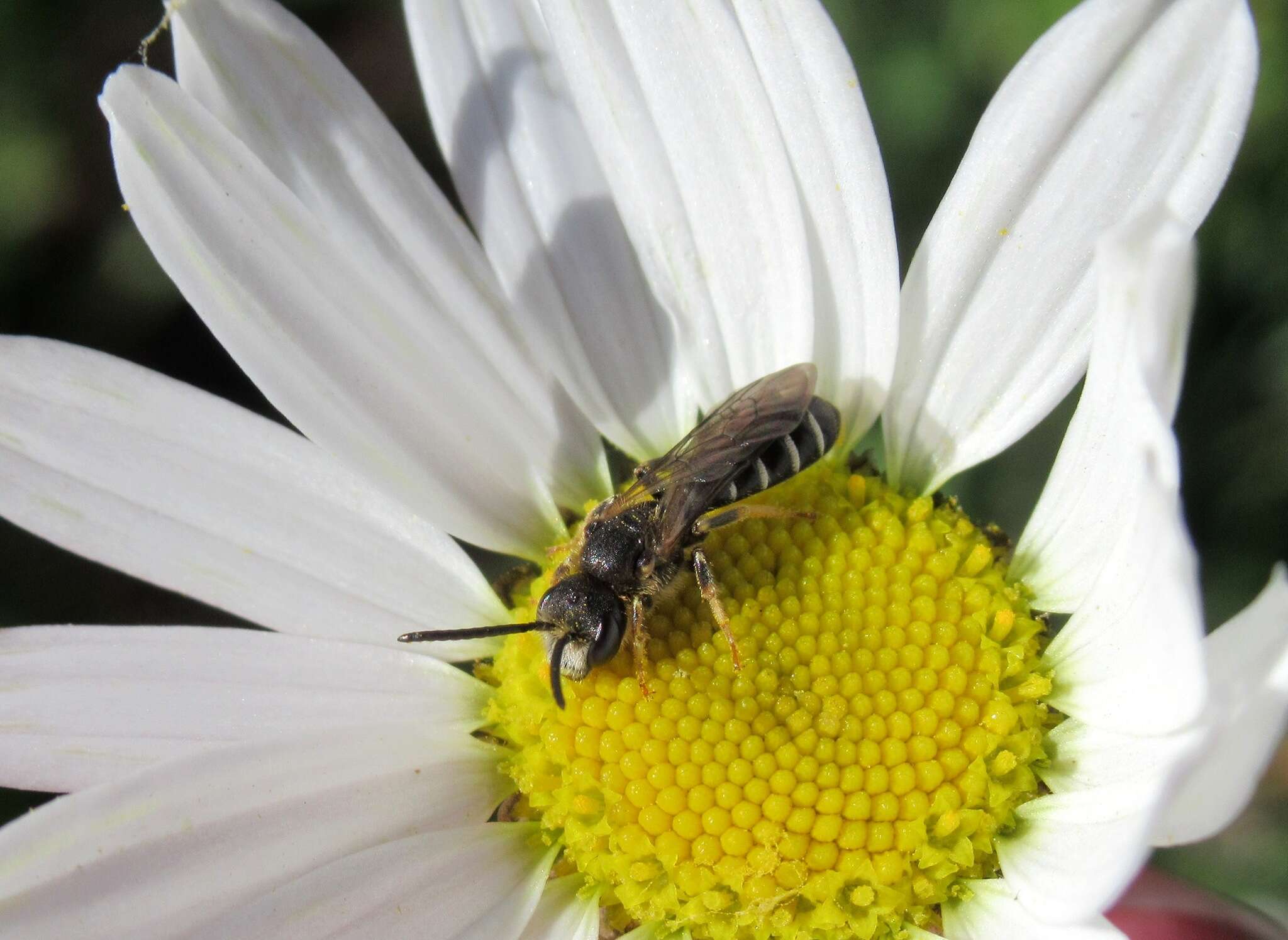 Image of Halictus maculatus Smith 1848