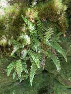 Image of Forest Plume Fern