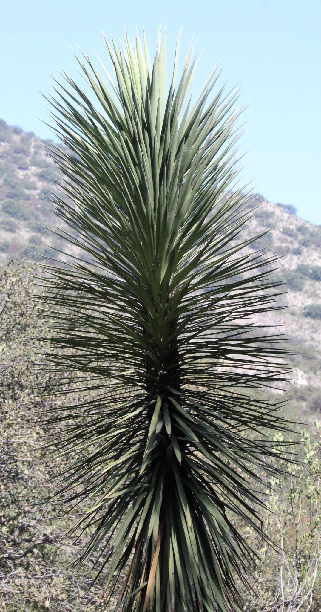 Image of Yucca decipiens Trel.