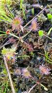 Image of Common Sundew