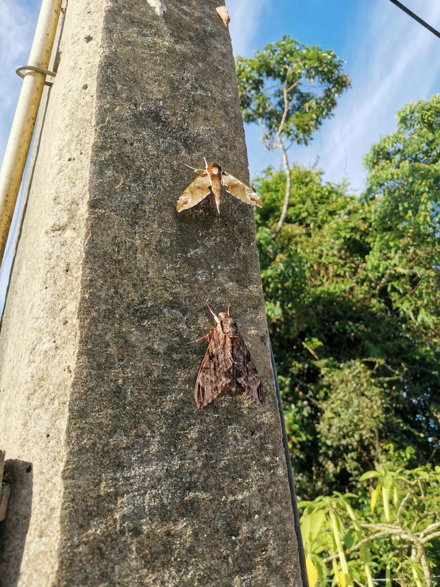 Image of Psilogramma discistriga (Walker 1856)