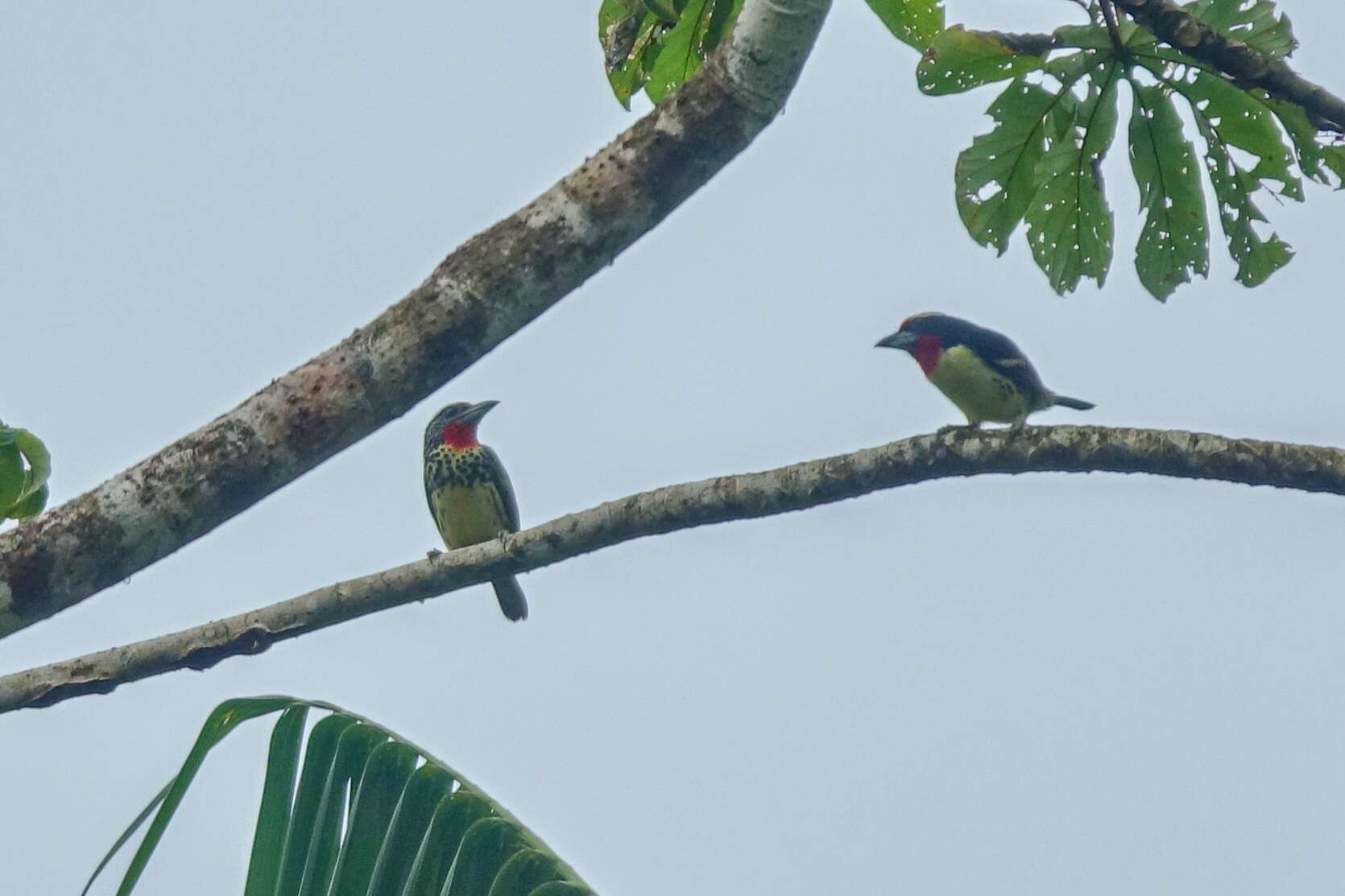 Image of Black-spotted Barbet