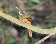 Image of Rufous-tailed Jacamar