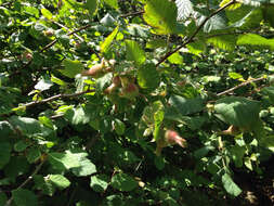 Image of Corylus cornuta subsp. californica (A. DC.) A. E. Murray