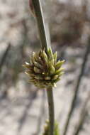 Image of bristly lovegrass