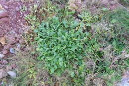 Image of sea beet