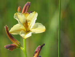 Image of Wachendorfia brachyandra W. F. Barker