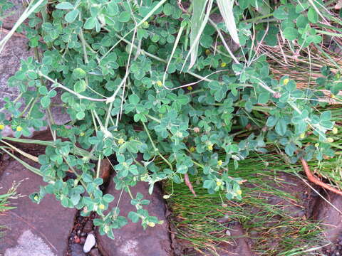 Image of Lepidium bipinnatifidum Desv.