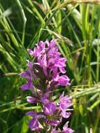 Image of Dactylorhiza praetermissa subsp. praetermissa