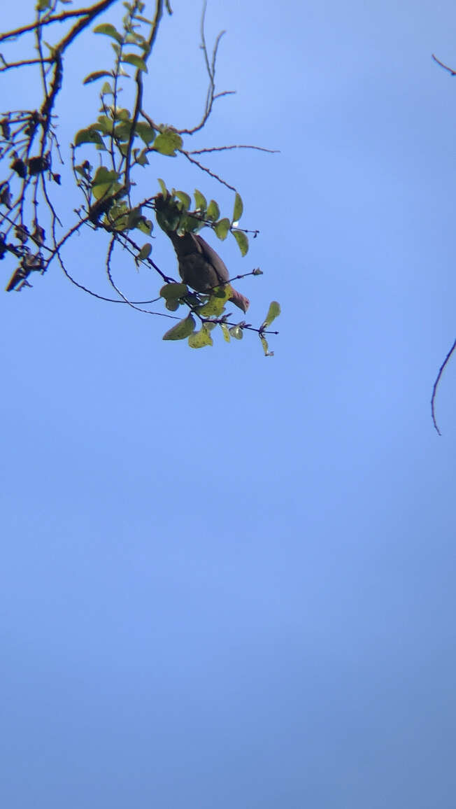 Patagioenas nigrirostris (Sclater & PL 1860) resmi