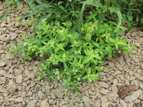 Imagem de Galium oreganum Britton