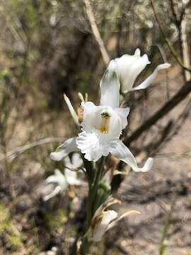 Image of Chloraea crispa Lindl.